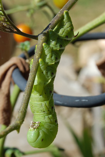 Caterpillar