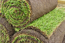 Rolls of lawn Turf