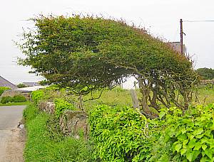 Wind Blown Tree